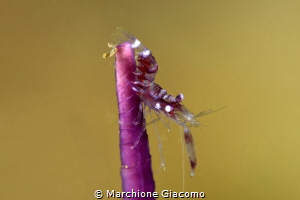 Acrobatic
Lembeh straits. Nikon D800E,105 macro,Sub Sea ... by Marchione Giacomo 